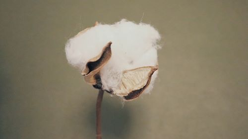 Blooming Cotton Plant