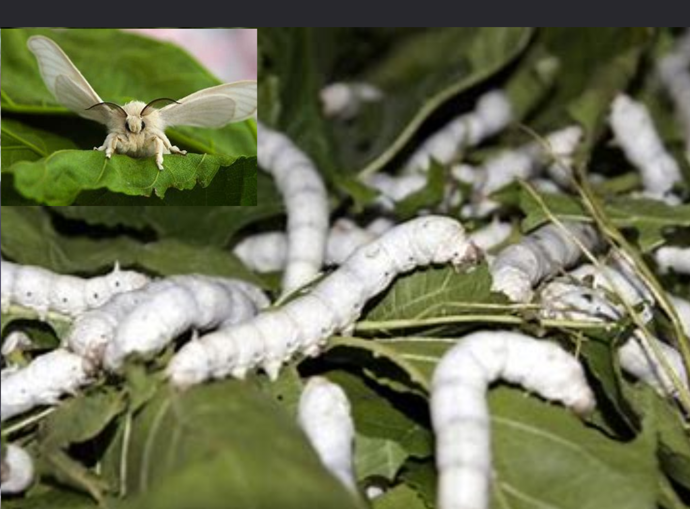 Silkworm Rearing Process