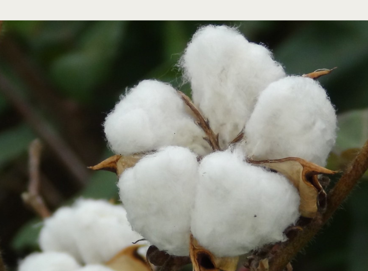 Cotton Plant