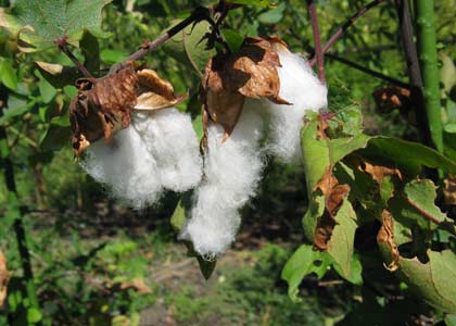 Kapas - Cotton Plant