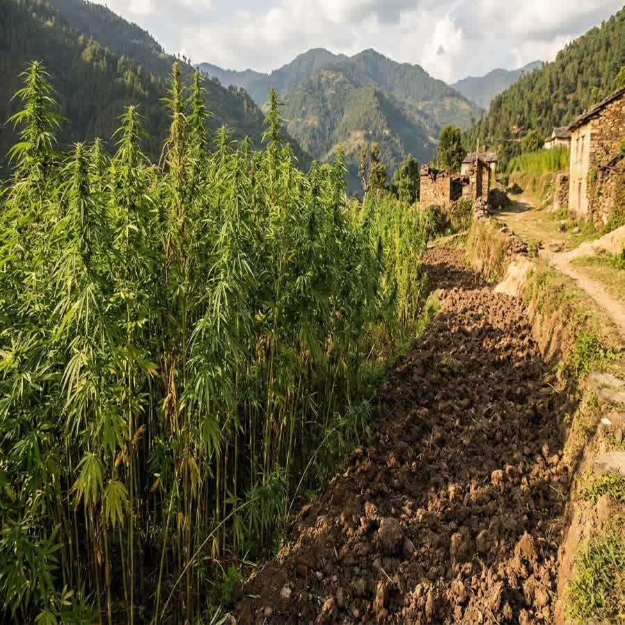 Is Hemp Fabric Organic? Manage Sustainable Cultivation — Anuprerna handloom