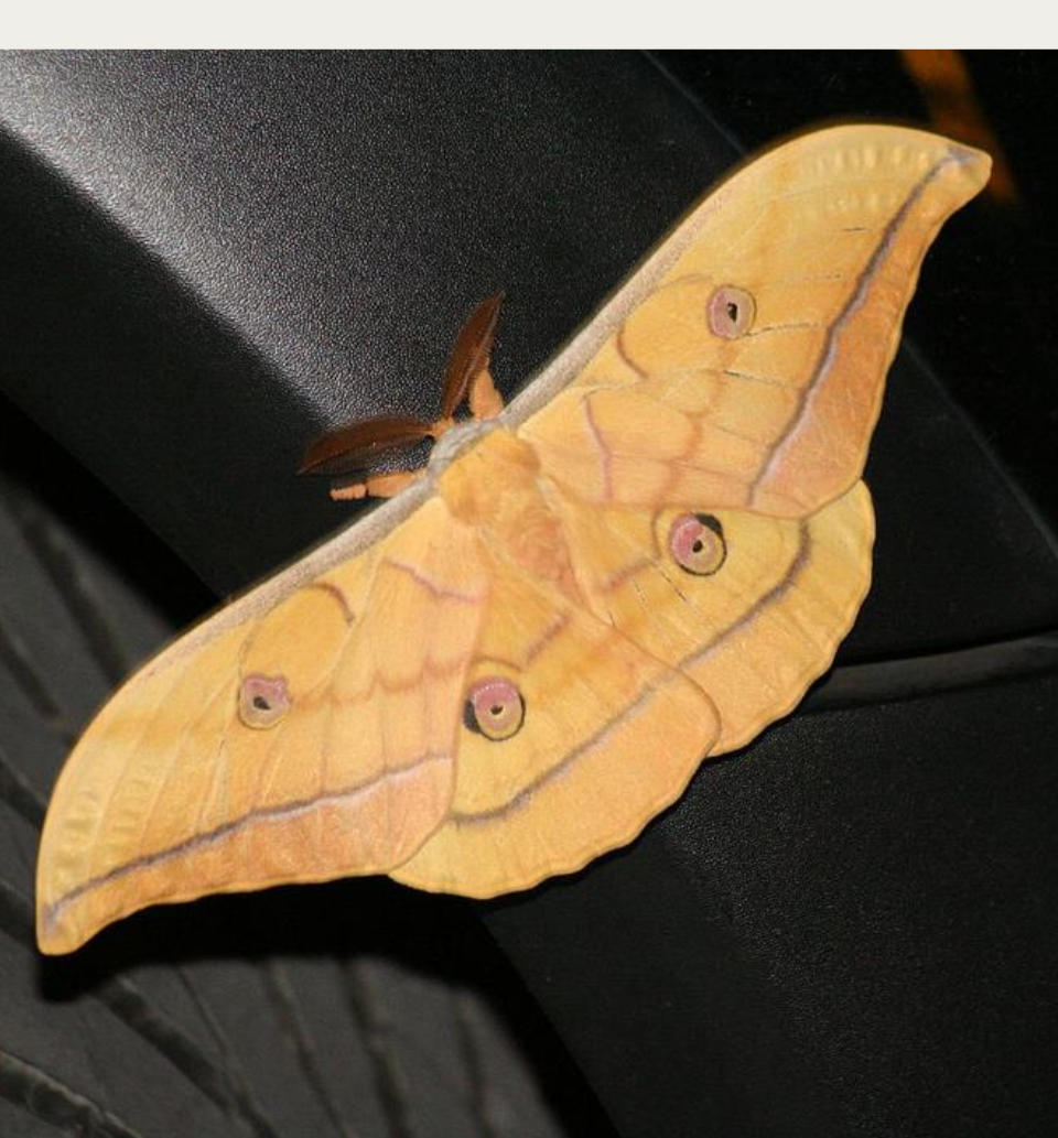 Tussar Silk Moth Antheraea Millita