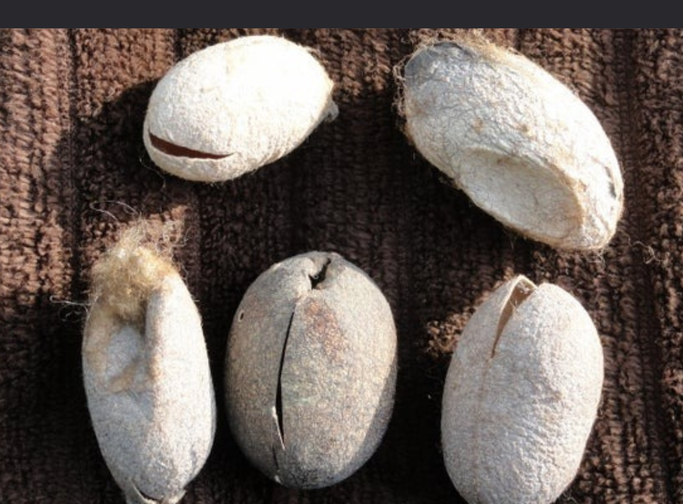 Silk Cocoons