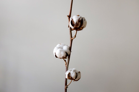 Kapas - Cotton Plant
