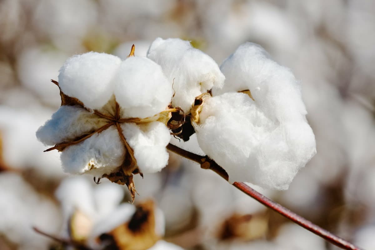 Organic Cotton Khadi, An Even Better Alternative
