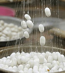 Silk getting harvested from silk cocoons