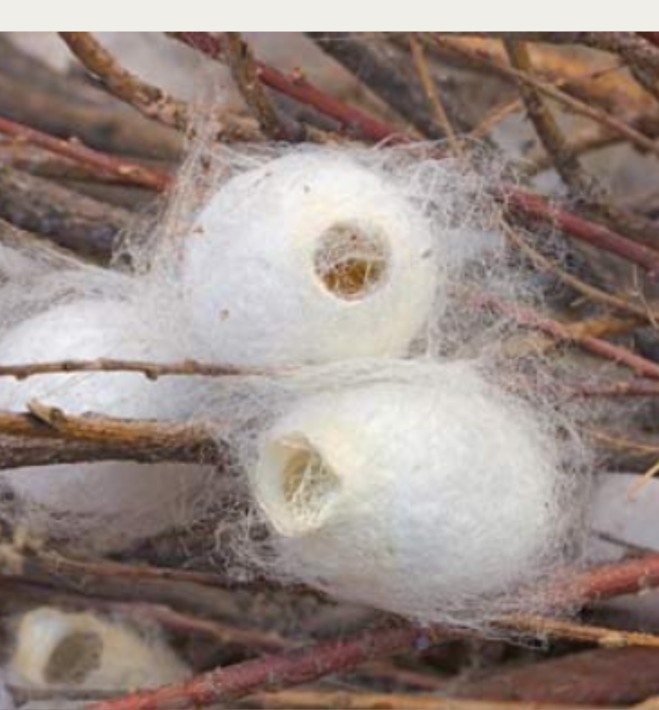 Silk Cocoons