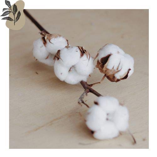 Blooming Cotton Plant