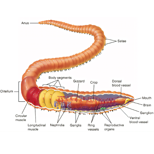 Anatomy of an Earthworm