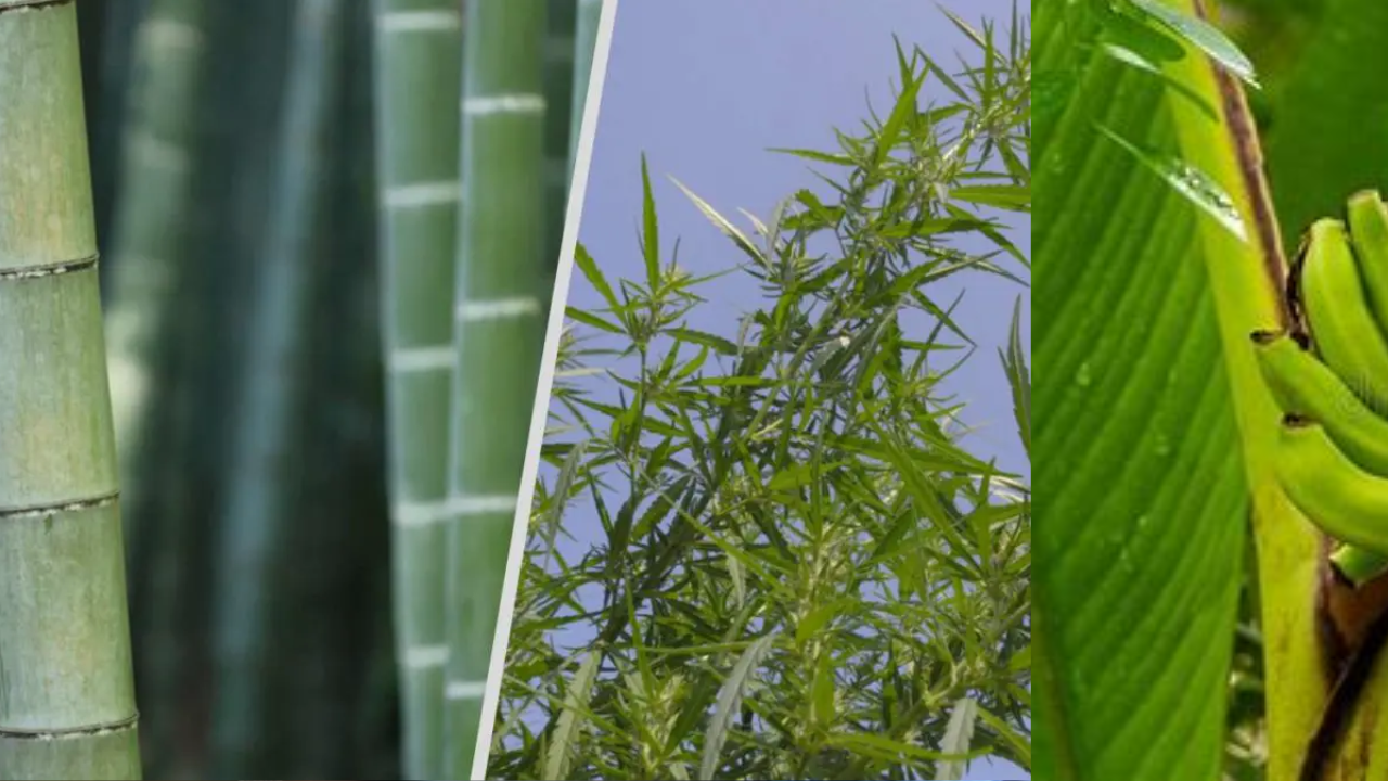 NATURAL FIBERS: HEMP- BANANA- BAMBOO- CORN