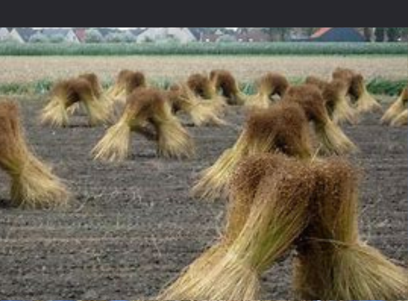 Retting of Linen Fiber