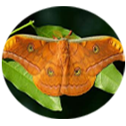 Tussar Craft