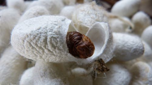 Silk Cocoon