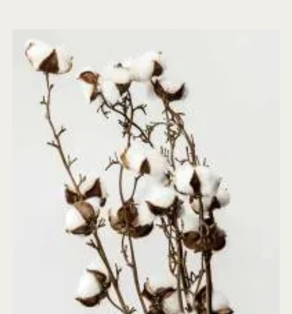 Cotton Plant