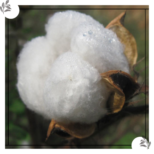 Blooming Cotton Plant