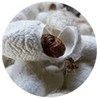 Matka Silk Craft 