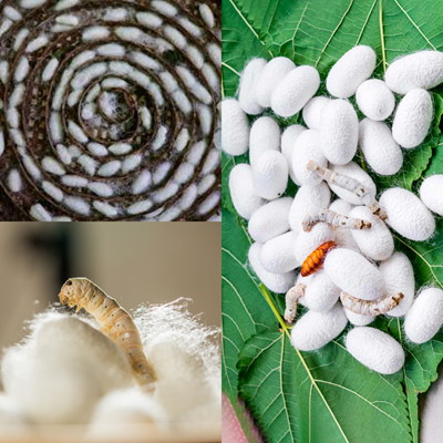 Harvesting silk from cocoons
