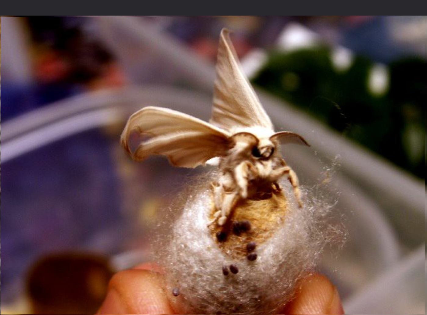 Metamorphosis of Silk Worm